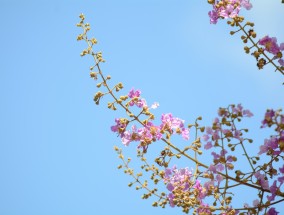 DIY花卉活动指南，金华花卉销售的关键要点与注意事项花卉销售活动方式与内容